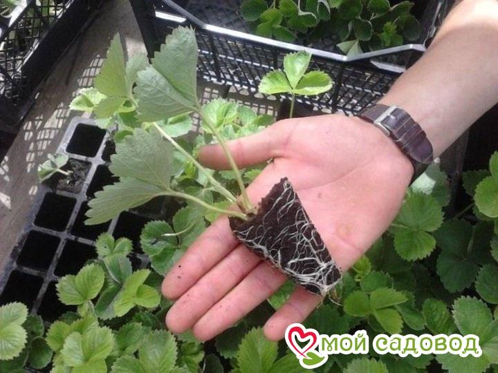 Клубника вьющаяся Рубин Эдема